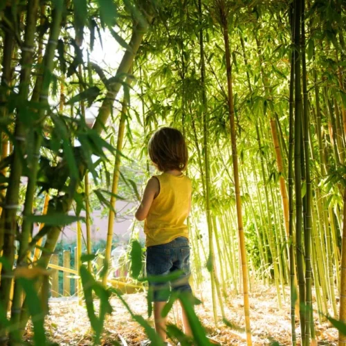 Mattis sem interdum magna augue eget diam